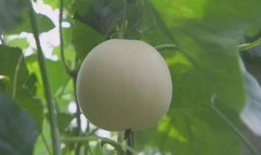 甜瓜视频,带你探索短视频世界的无限魅力